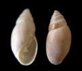 Auriculinella (Leucophytia)&nbsp;bidentata